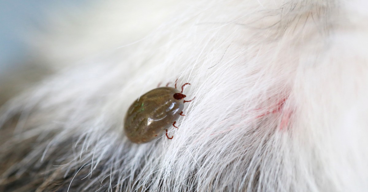Springtime Parasites to Watch Out for in Dogs and Cats